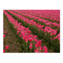 Field of Pink Tulips Photography on Cards Post Card