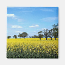 Field of rape, Surrey, England Fridge Magnets