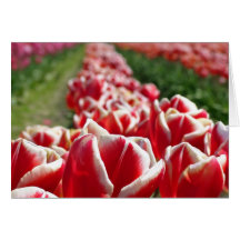 Field of Red and White Tulips Greeting Cards