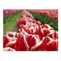 Field of Red and White Tulips Post Card