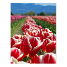 Field of Red and White Tulips Post Cards