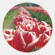 Field of Red and White Tulips Round Stickers