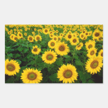 Field of Sunflowers Stickers