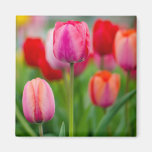 Field of tulips refrigerator magnets