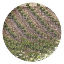 Field Of Vines Party Plates
