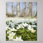Field of white flowers print
