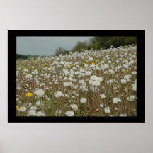 Field of Wishes Poster