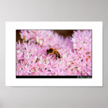 Fields of Pink Posters