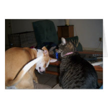Fighting Like Cats And Dogs Card