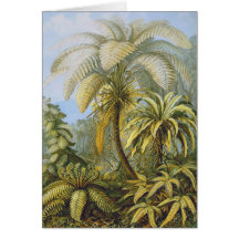 Filicinae (Ferns), Ernst Haeckel Cards