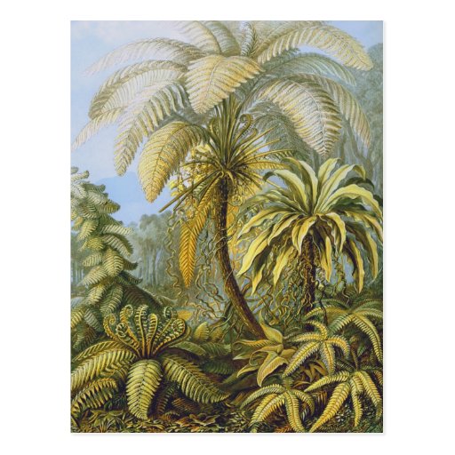 Filicinae (Ferns), Ernst Haeckel Post Card