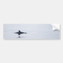 Fin In The Sea Bumper Stickers