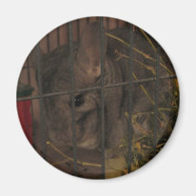 Finally Home Chinchillas: Lilith Refrigerator Magnets