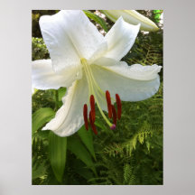 Fine Art Print: Casa Blanca Lily, White