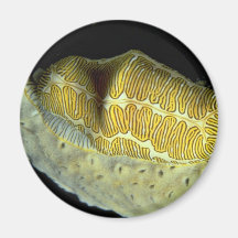 Fingerprint tongue Shell Fridge Magnet