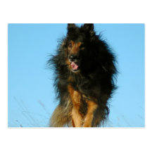Finnish Lapphund Dog Postcards
