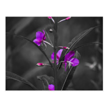 Fire Weed Mugshot Post Card