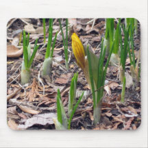 First Bud, Yellow Mouse Mats