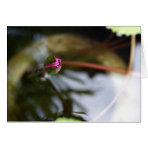 First Sight/Budding Lotus Card