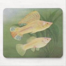 Fish - Albino Mollies - Poecilia latipinna Mouse Pad
