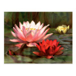 Fish in the Lily Pads - Postcard