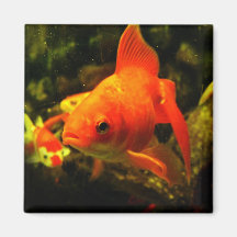FISH MAGNET