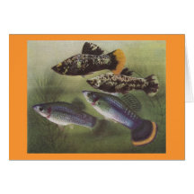 Fish - Mollies - Poecilia sphenops Greeting Cards