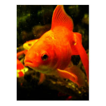 FISH POST CARDS