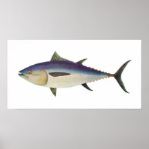Fish - Southern Bluefin Tuna - Thunnus maccoyii Print