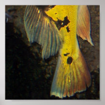 Fish tail posters