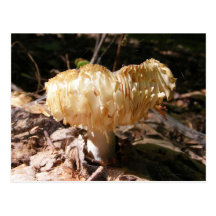 Flaky mushroom ~ postcard