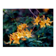 Flame Azalea Postcard