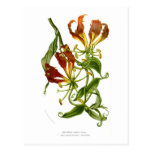 Flame lily (Gloriosa superba) Post Card