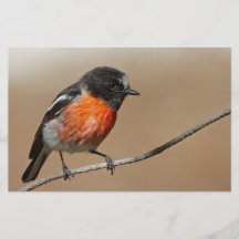 Flame Robin, Petroica Phoenicea Flyer