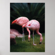 Flamingo - A set of Flamingos Poster