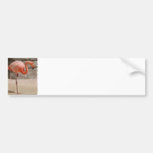 Flamingo Bumper Sticker
