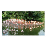 flamingo flock nature business card