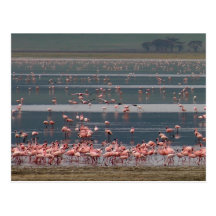 Flamingo Gathering - Postcard