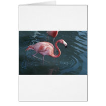 Flamingo cards