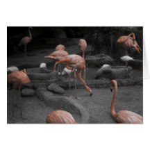 Flamingos! Greeting Cards