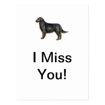 Flat Coat Retriever Post Cards