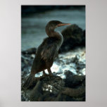 Flightless Cormorant Posters
