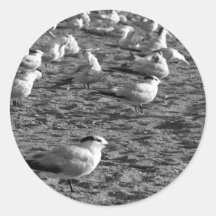 Flock of seagulls standing on florida beach stickers