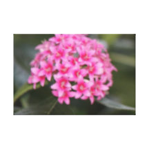 Flora Canvas Print