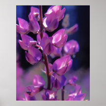 Flora - Lupin poster