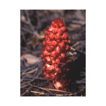 Flora - Wild Tubular - Snow Plant - Snow Flower Stretched Canvas Print