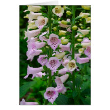 Floral Card - 1