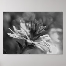 Floral in Black and White Framed Print