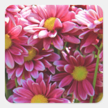 Floral, Pink Chrysanthemums, yellow center Sticker
