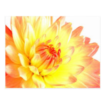 Floral Postcard